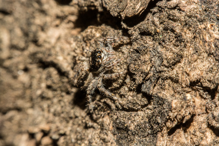 Gray cross spider (Larinioides sclopetarius) perched on tree bark.の写真素材