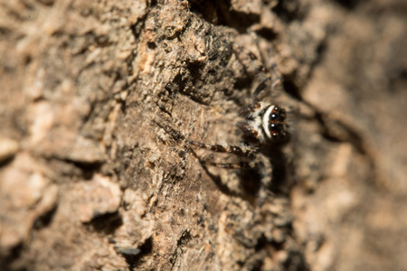 Gray cross spider (Larinioides sclopetarius) perched on tree bark.の写真素材