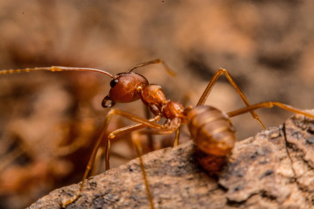 Closeup of ants are competing for food.の写真素材