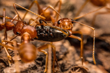 Closeup of ants are competing for food.の写真素材