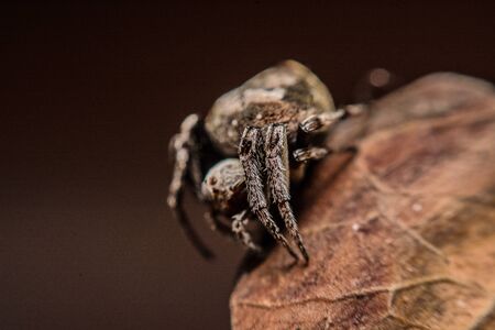 Gray cross spider (Larinioides sclopetarius) perched on leaves brown.の写真素材
