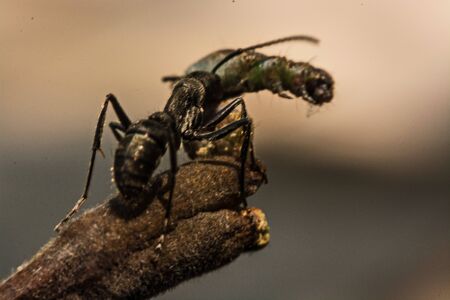 Closeup of ants are competing for food.の写真素材