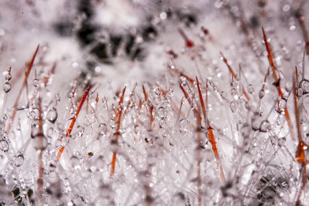 Photos macro Water drops on a cactus.の写真素材