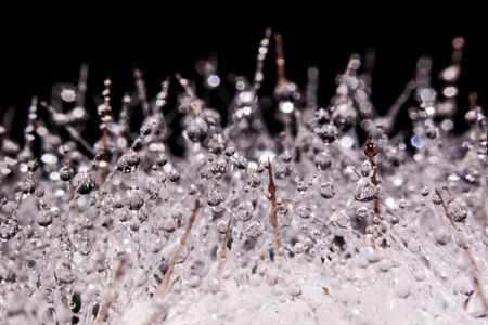 Photos macro Water drops on a cactus.の写真素材