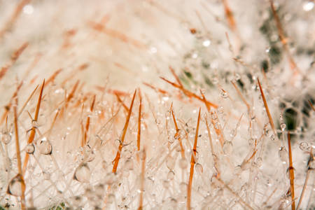 Photos macro Water drops on a cactus.の写真素材