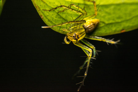 jumping spider, Spider in Thailand
