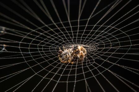 spider on the web at nightの写真素材