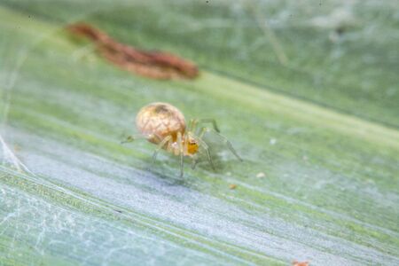 spider on the web at nightの写真素材