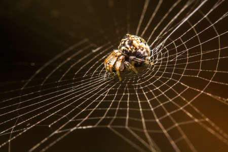 spider on the web at nightの写真素材