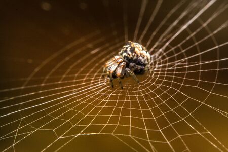 spider on the web at nightの写真素材