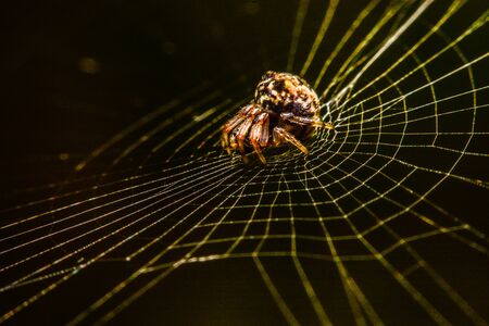 spider on the web at nightの写真素材