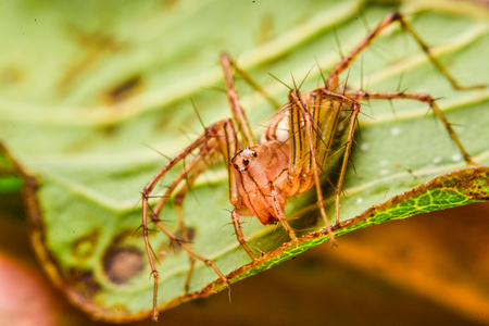 jumping spider, Spider in Thailandの写真素材