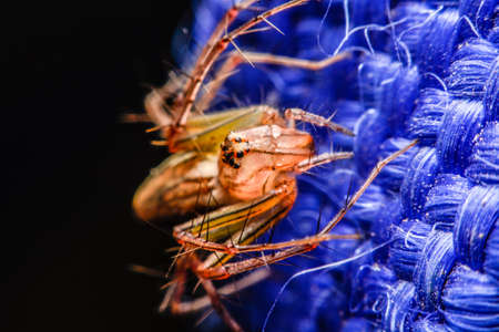 jumping spider, Spider in Thailandの写真素材