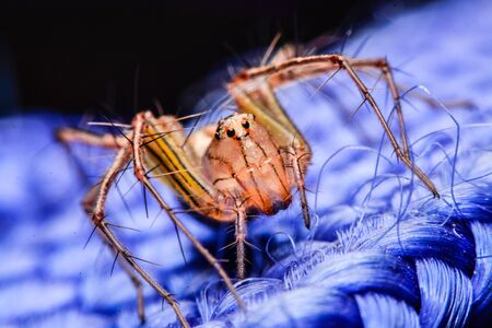 jumping spider, Spider in Thailandの写真素材