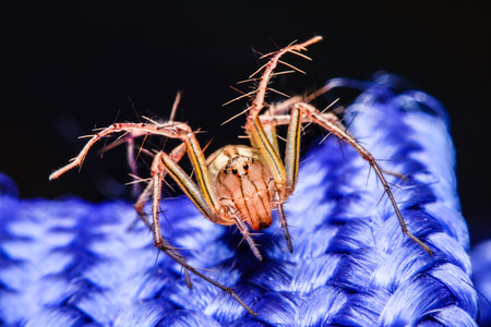 jumping spider, Spider in Thailand