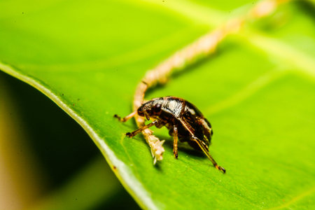 ladybird on green leaf in the garden
