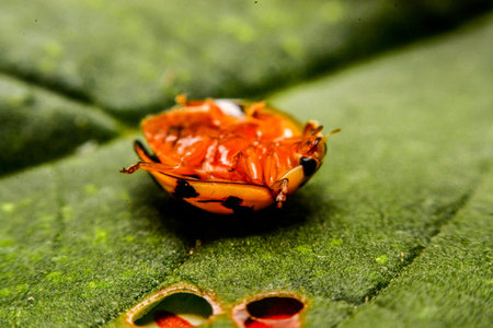 ladybird on green leaf in the gardenの写真素材