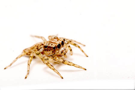 Jumping spider on white background