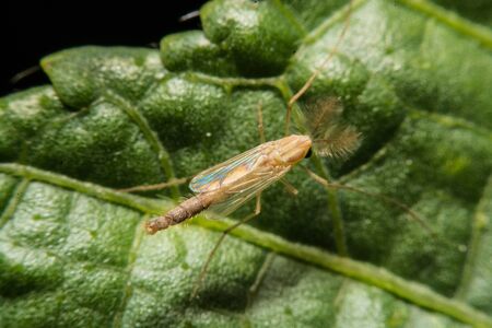 closeup of mayflyの写真素材