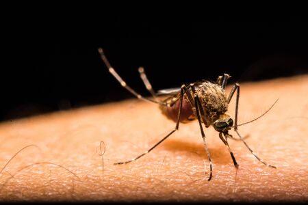 Close-up of a mosquito sucking bloodの写真素材