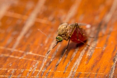 Close-up of a mosquito sucking bloodの写真素材
