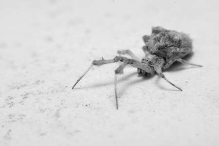 Creepy Spiderの写真素材