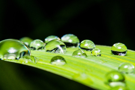 fresh green leaf with water droplets, super macroの写真素材