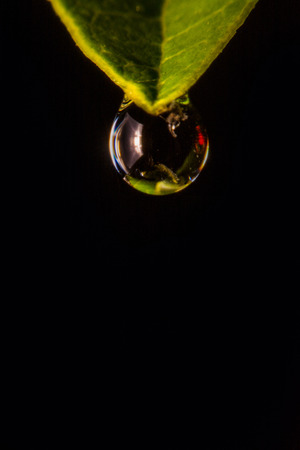 fresh green leaf with water droplets, super macroの写真素材