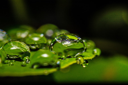 fresh green leaf with water droplets, super macroの写真素材