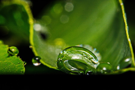 fresh green leaf with water droplets, super macroの写真素材