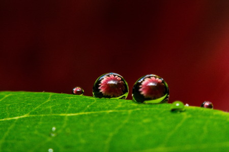fresh green leaf with water droplets, super macroの写真素材