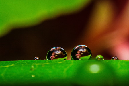 fresh green leaf with water droplets, super macroの写真素材