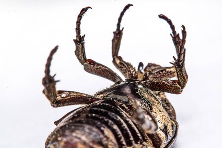 Macro Beetle black on white background.の写真素材