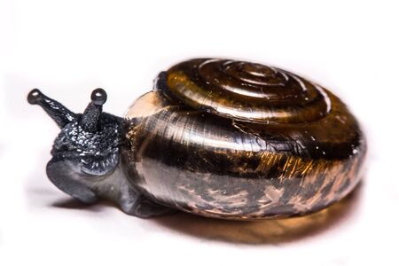 Macro , Garden close up snail on white backgroundの写真素材