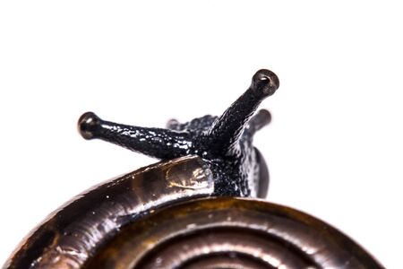 Macro , Garden close up snail on white backgroundの写真素材