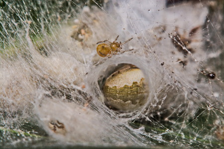 Macro, Close-up, it was a spider living in Thailand.の写真素材
