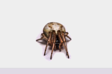 Macro, Close-up, it was a spider living in Thailand.