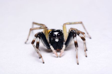 Close-up of a Jumping Spider.の写真素材