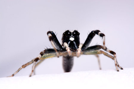 Close-up of a Jumping Spider.
