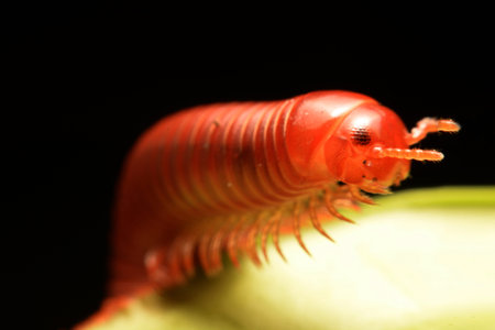 close up of the millipede walking