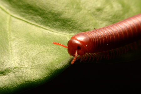 close up of the millipede walking
