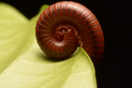 close up of the millipede walkingの写真素材