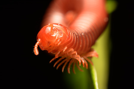 close up of the millipede walkingの写真素材