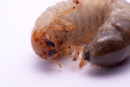 stag beetle larva white background.の写真素材
