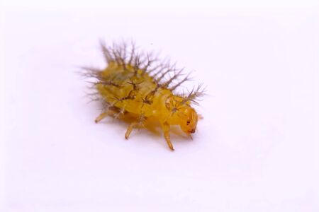 Macro image of a spiny caterpillar white background.の写真素材