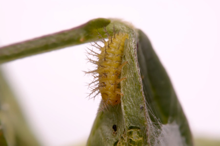 Macro image of a spiny caterpillar on green leafの写真素材