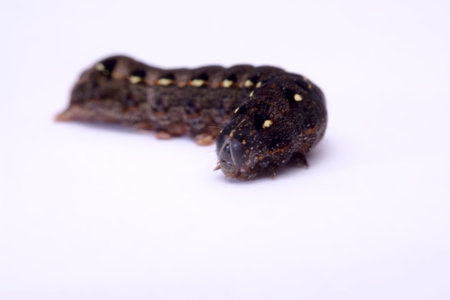 Butterfly black caterpillar over a white background.