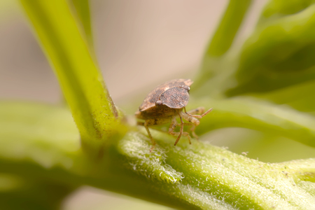 Close up Tessaratoma papillosa on a green backgroundの写真素材