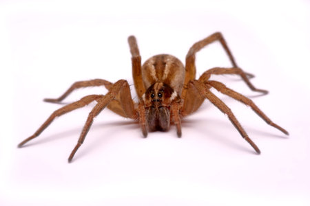Close up huntsman spiders are isolated on white background