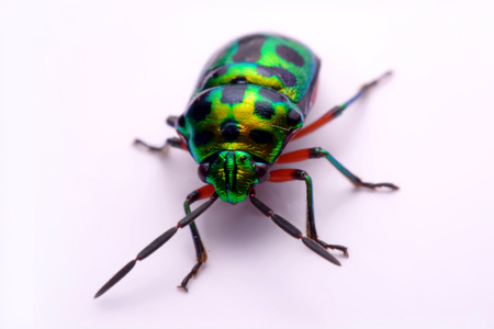Close up Rainbow shield bug holding (Calidea dregii) on a white background.の写真素材
